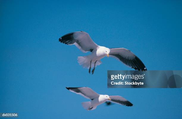 black-backed gulls - backed stock pictures, royalty-free photos & images