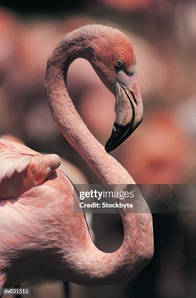 greater flamingo - greater than stock-fotos und bilder