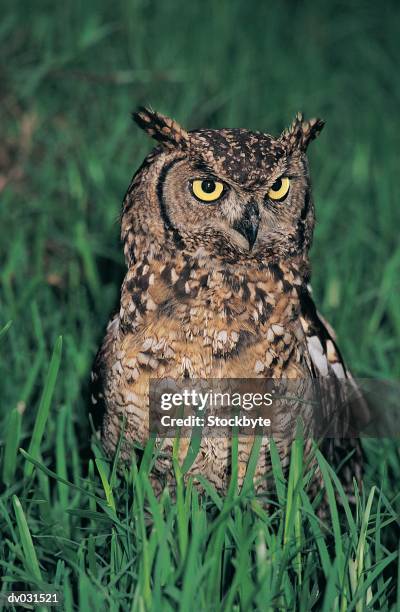 spotted eagle owl (bubo africanus), natal, south africa - spotted owl photos et images de collection