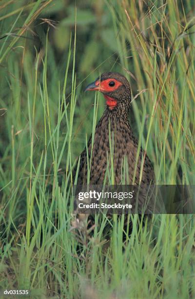 swainsons francolin (francolinus swainsonii) - gamebird stock pictures, royalty-free photos & images