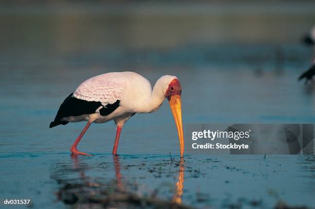 yellow-billed stork wading through water to find possible prey (myteria ibis) - possible stock pictures, royalty-free photos & images