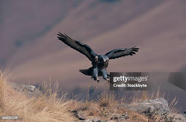 jackal buzzard (buteo rufofuscus) in flight - jackal buzzard stock pictures, royalty-free photos & images