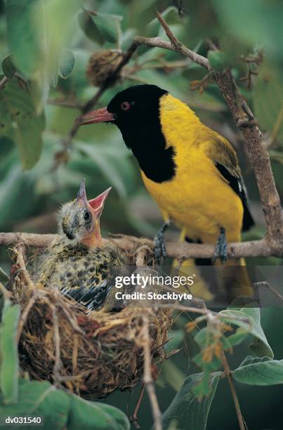 black-headed oriole at nest with chick (oriolus larvatus) - blackheaded oriole stock pictures, royalty-free photos & images