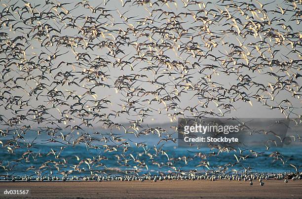 common tern, flock of thousands in flight (sterna hirundo) - アジサシ ストックフォトと画像