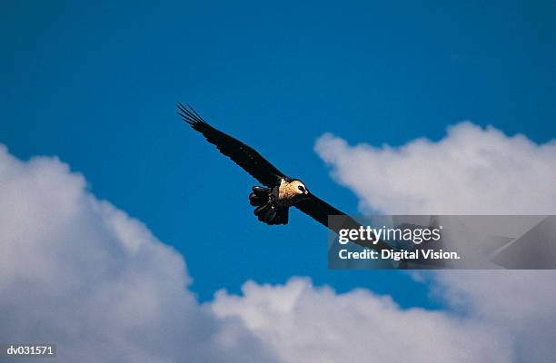 bearded vulture in flight - bearded vulture fotografías e imágenes de stock