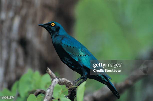 greater blue-eared glossy starling (lamprotornis chalvbaeus) - greater than stock-fotos und bilder