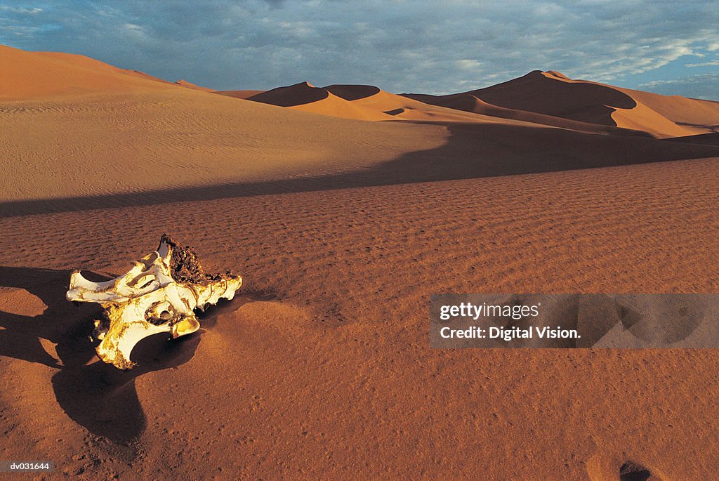 Skeletal remains, Sossusvlei, Namibia