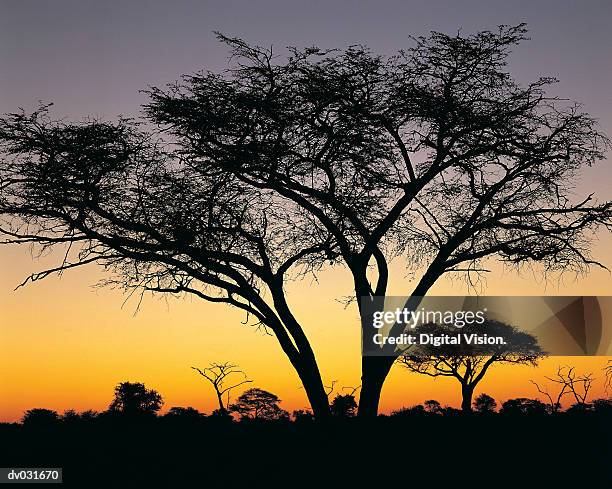 camelthorn tree at sunset (acacia eriobba), hwange national park, zimbabwe - acacia erioloba foto e immagini stock