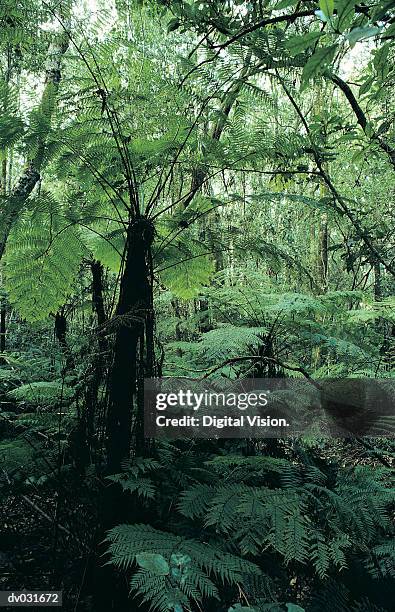 tree ferns in the tsitsikamma forest nat park, south africa - nat 個照片及圖片檔