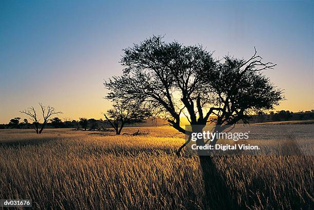 kalahari landscape and camelthorn in veld at sunset, kalahari gemsbok national park, south africa - kgalagadi transfrontier park stock pictures, royalty-free photos & images