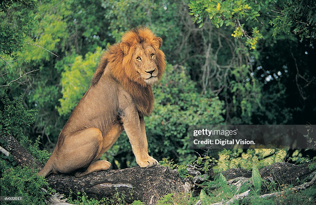 Lion (Panthera leo)