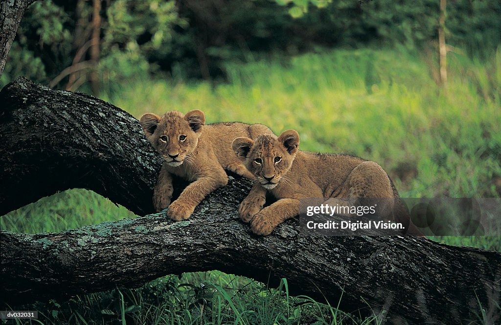Lion cubs on fallen tree