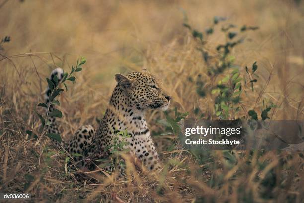 300 Leopard Hide Stock Photos, High-Res Pictures, and Images - Getty Images