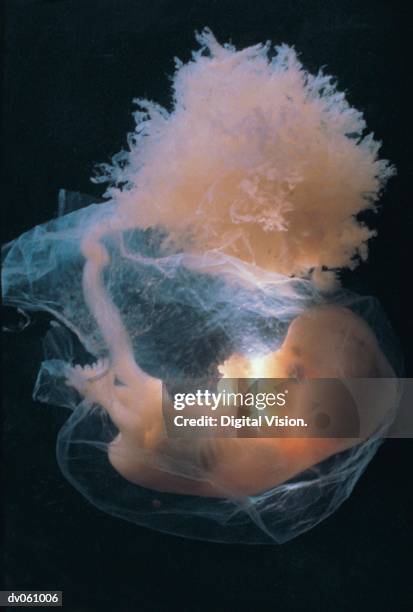embryo - sac 個照片及圖片檔