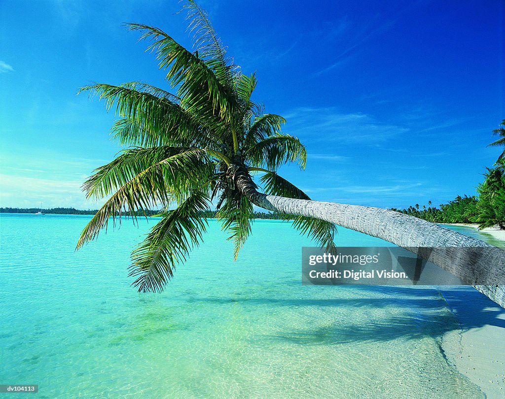 Palm tree leaning over water
