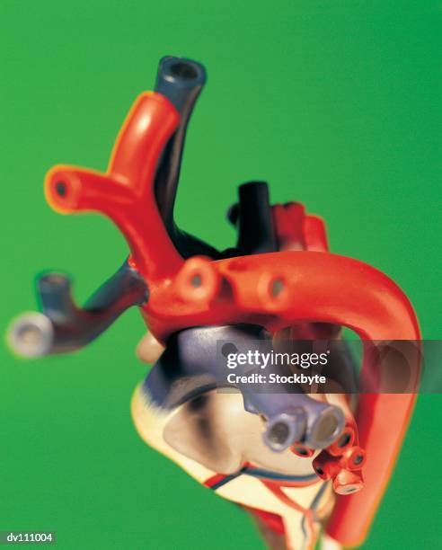 model of human heart and arteries - artère humaine photos et images de collection