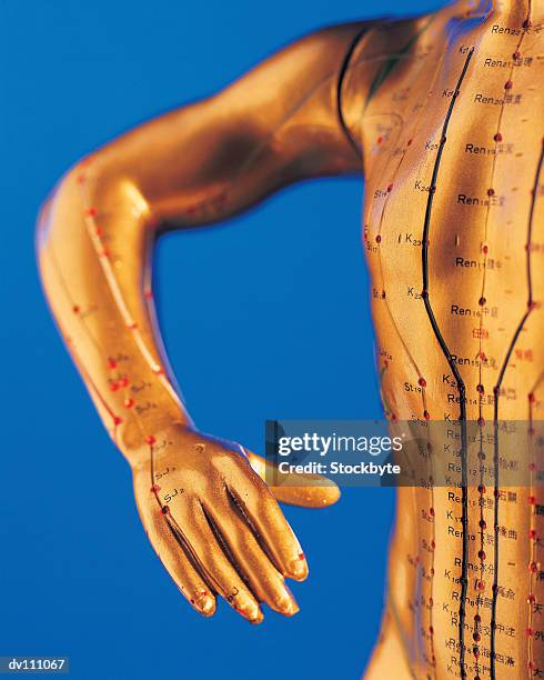 model of human arm and chest with acupuncture points - acupuncture model stock pictures, royalty-free photos & images