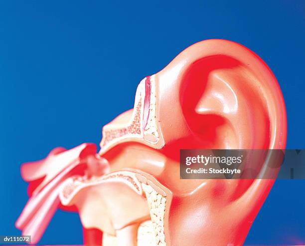 model of outer and inner ear - ouder stock pictures, royalty-free photos & images