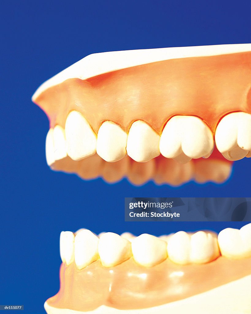 Left Side Tooth Model Of Teeth Side View Photo - Getty Images
