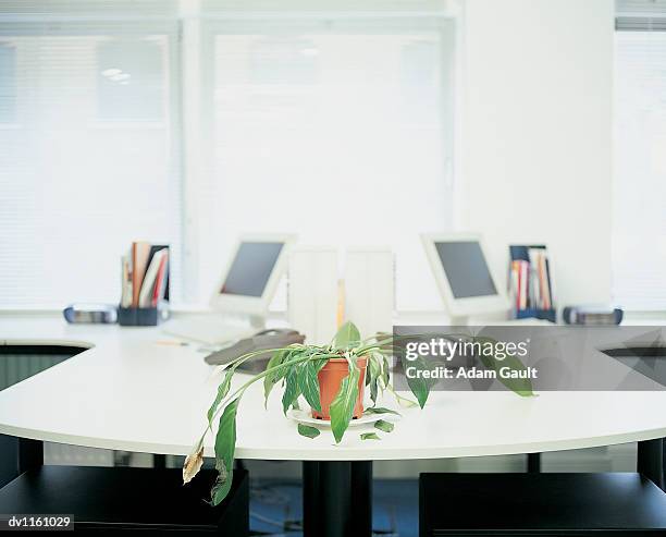 dying potted plant in an office - dead plant on desk stock pictures, royalty-free photos & images