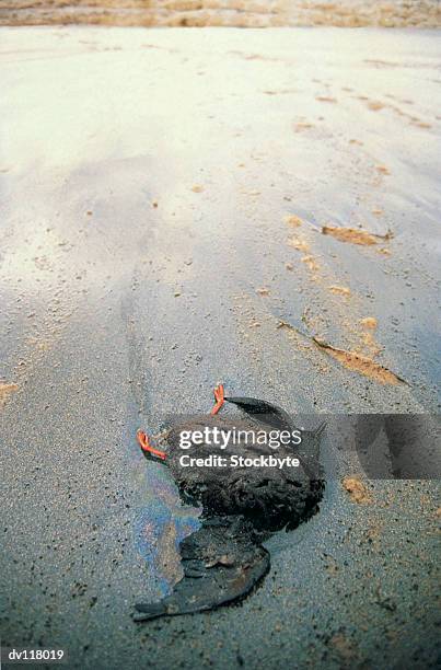 bird washed up on beach after braer oilspill,shetland,scotland - activists holds candlelight vigil to mark 1 month anniversary of oil spill stockfoto's en -beelden