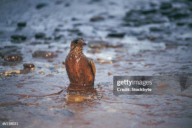 oiled guillimot after empress oil spill,west wales - oil slick stock pictures, royalty-free photos & images