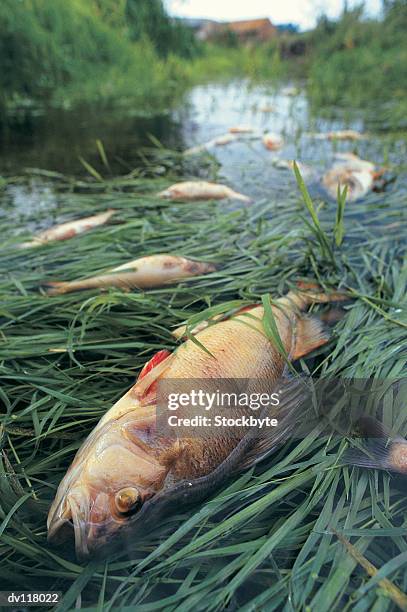 dead fish resulting from incident at sewage works,uk - dood dier stockfoto's en -beelden