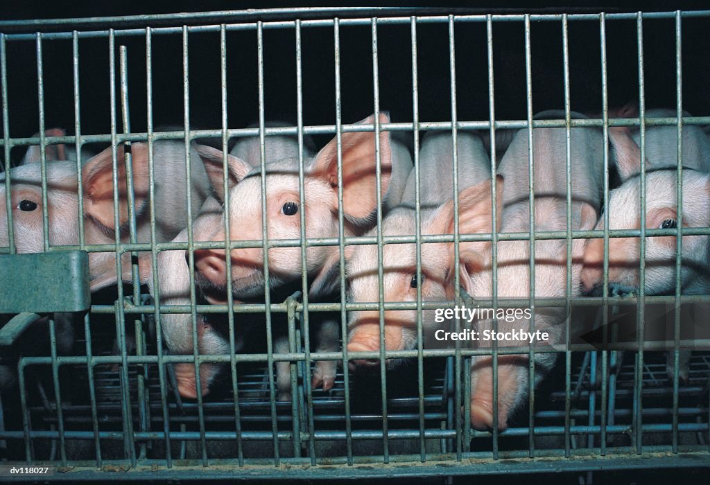 Weaner cages on pig farm factory