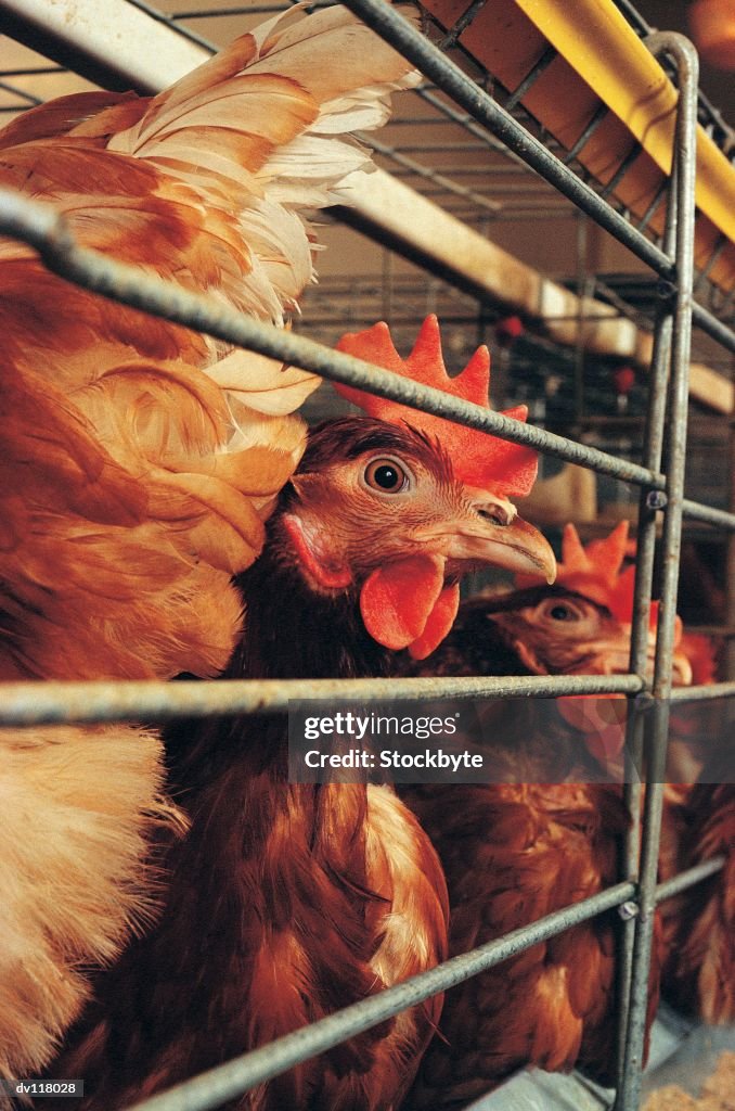 Battery chickens in cages on factory farm