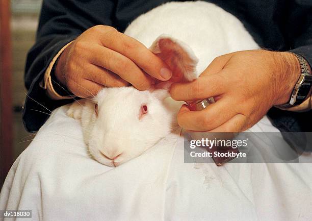 handling of lab animals in a way to avoid stress when taking blood - dierproef stockfoto's en -beelden