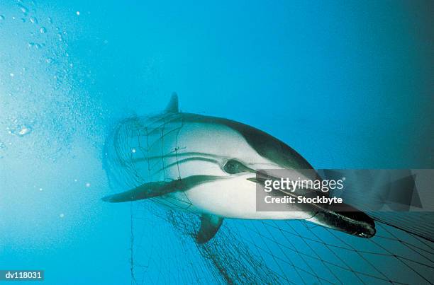 striped dolphin caught in driftnet,neatlantic - fishnet imagens e fotografias de stock