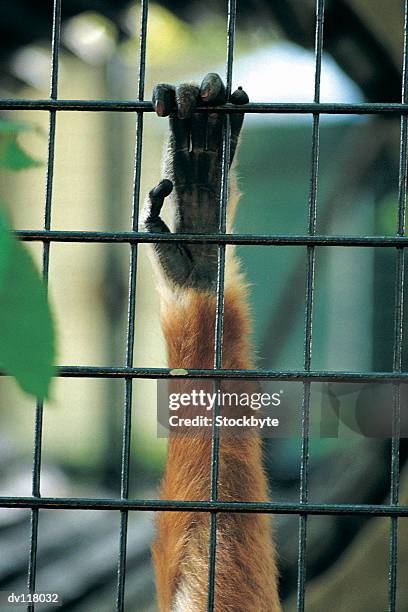 lar or white handed gibbon caught in a cage - animal hand stock pictures, royalty-free photos & images