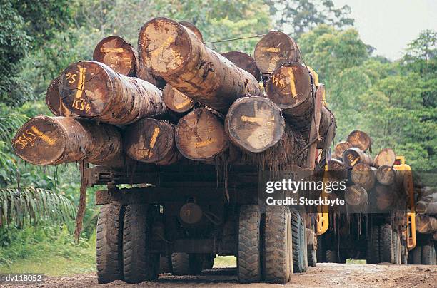 lorries carrying logs on sabahs main logging track close to the kalimantan border,borneo - main fotografías e imágenes de stock