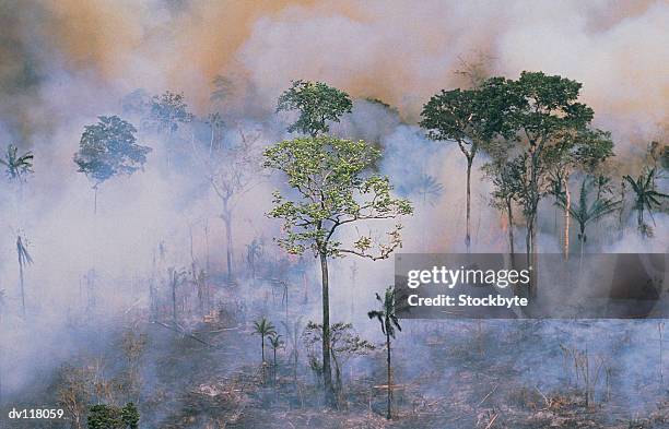 amazon fires - foret amazonienne photos et images de collection