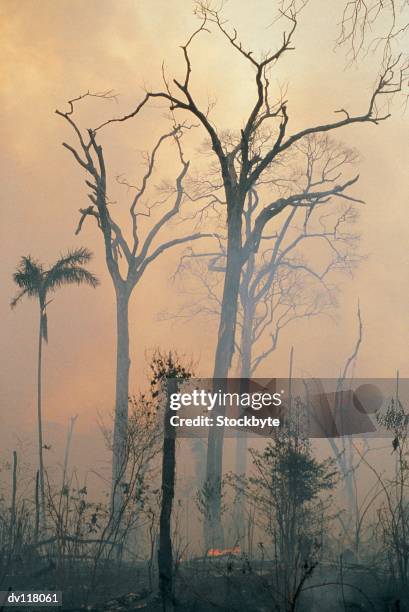 deforestation,amazon - amazon rainforest burning stock pictures, royalty-free photos & images