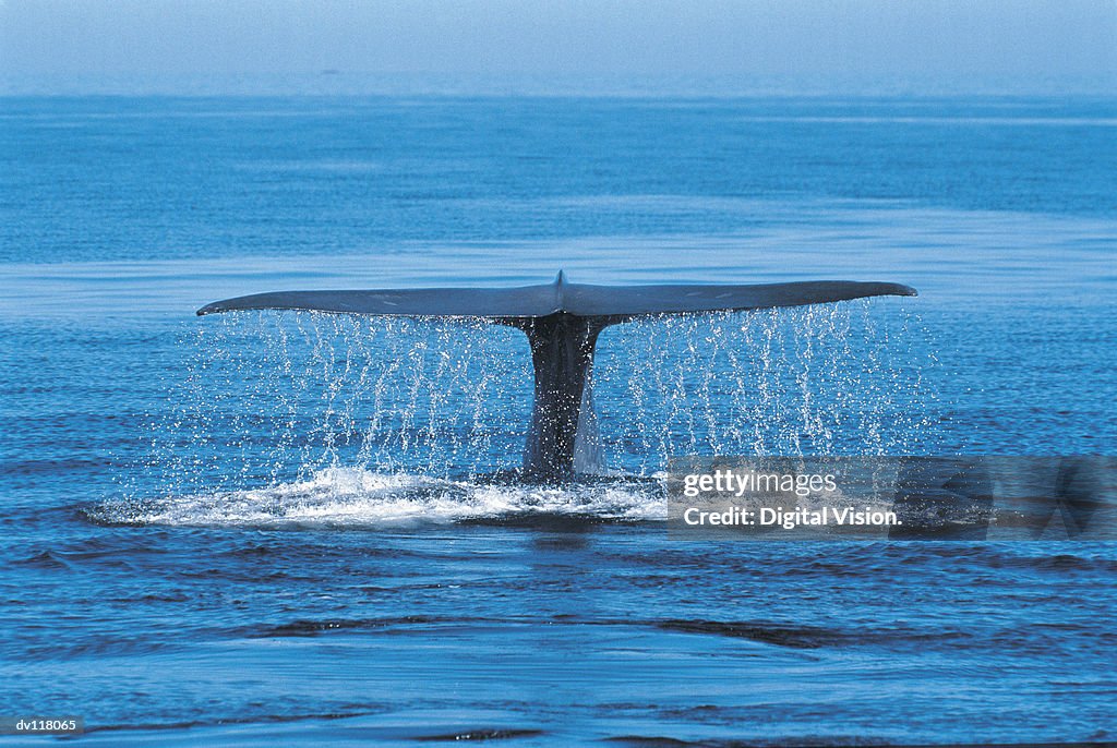 Blue Whale (Balaenoptera musculus) Mexico