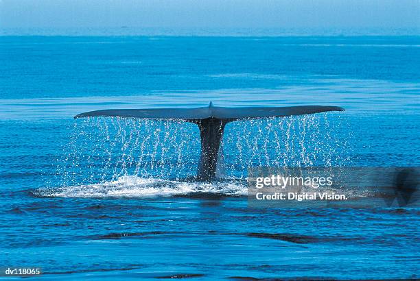 blue whale (balaenoptera musculus) mexico - blue whale stock pictures, royalty-free photos & images