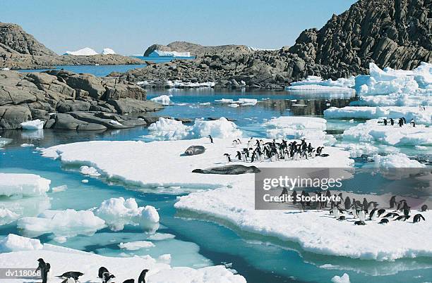 adelie penguins and leopard seals resting on ice floes,rauer isla,east antarctica - leopard seal stock-fotos und bilder