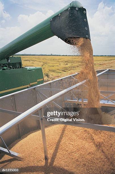 combine harvester dropping grain into a trailer during summer - combine foto e immagini stock