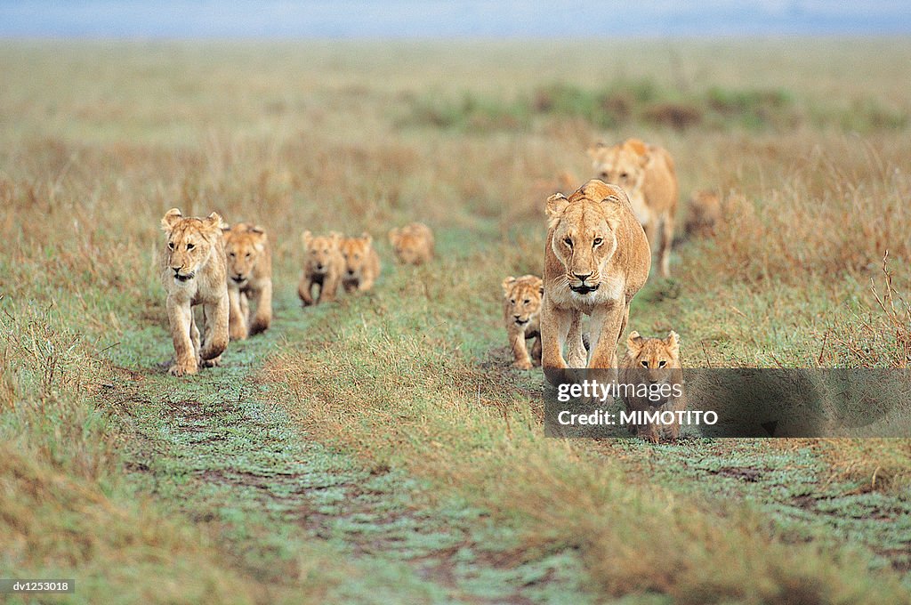 Lionesses and Lion Cubs Travelling Over Grassland, Masai Mara, Kenya