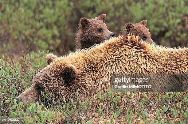 two bear cubs looking over an adult grizzly bear lying on the grass, denali national park, usa - grizzly bear stock-fotos und bilder