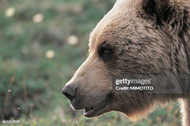 side view of a grizzly bear's head, denali national park, alaska, usa - grizzly bear stock-fotos und bilder