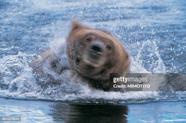 grizzly bear shaking its head and splashing water, denali national park, usa - grizzly bear stock-fotos und bilder