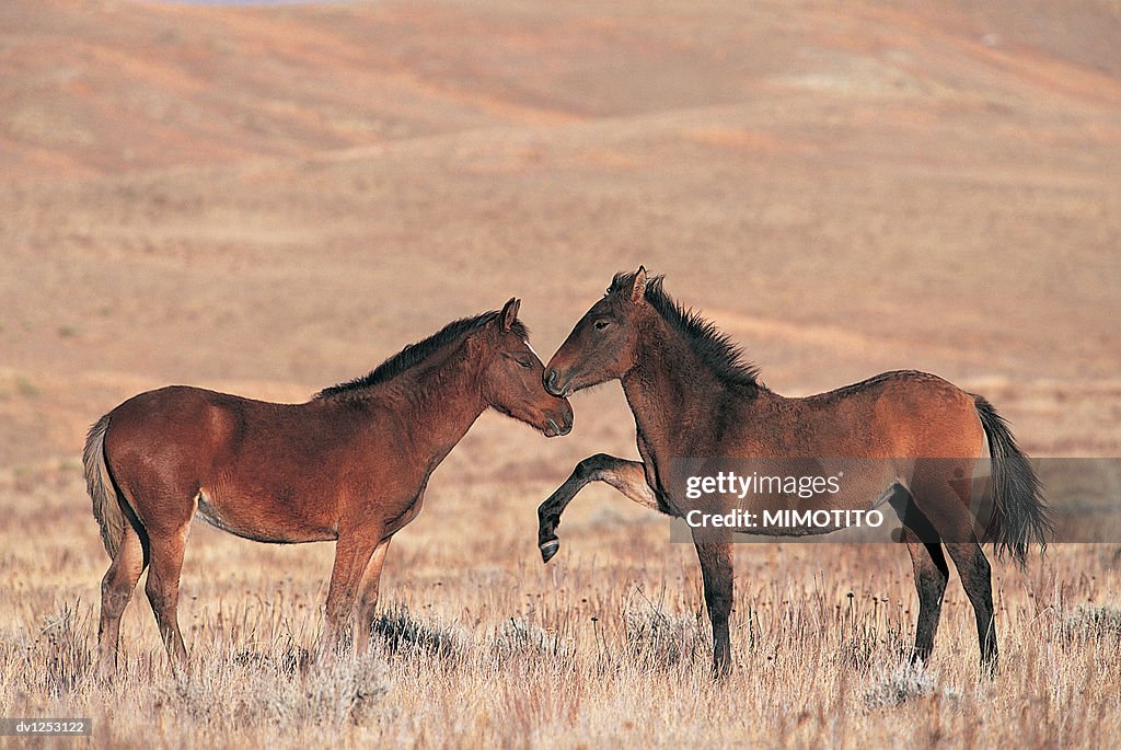 Two Spanish Mustang Horses Rubbing Noses on Prairie in Wyoming, USA