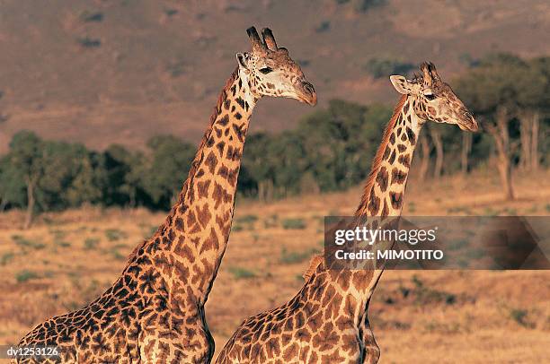 two giraffes standing in grassland - tierhals stock-fotos und bilder