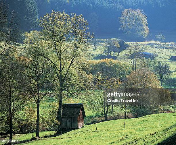 hut amongst trees in a field, black forest, baden wurttemberg, germany - baden wurttemberg 個照片及圖片檔