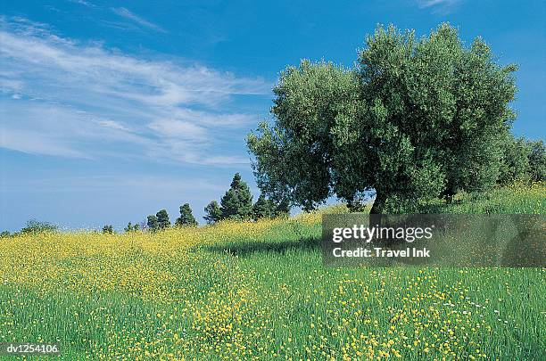 field of flowers, kassandra, halkidiki, macedonia - travel​ stock pictures, royalty-free photos & images