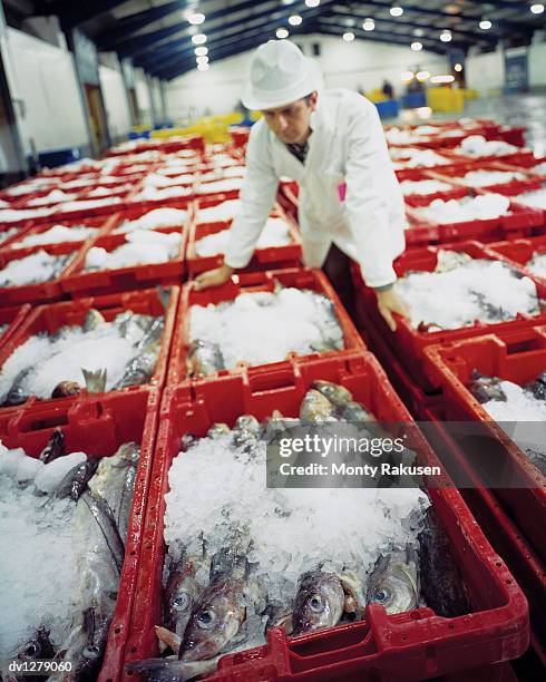man stands leaning over fish crates in a fish market,  grimsby, uk - fish market stockfoto's en -beelden