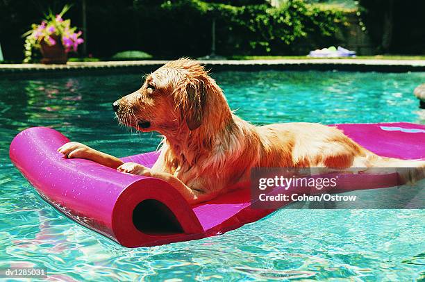 golden retriever lying on an air bed in a swimming pool - luftmatratze stock-fotos und bilder