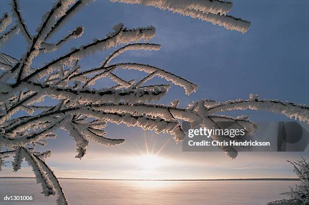 close up of a frozen branch and sunset landscape - branch plant part stockfoto's en -beelden